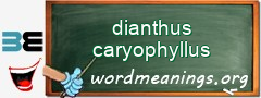 WordMeaning blackboard for dianthus caryophyllus